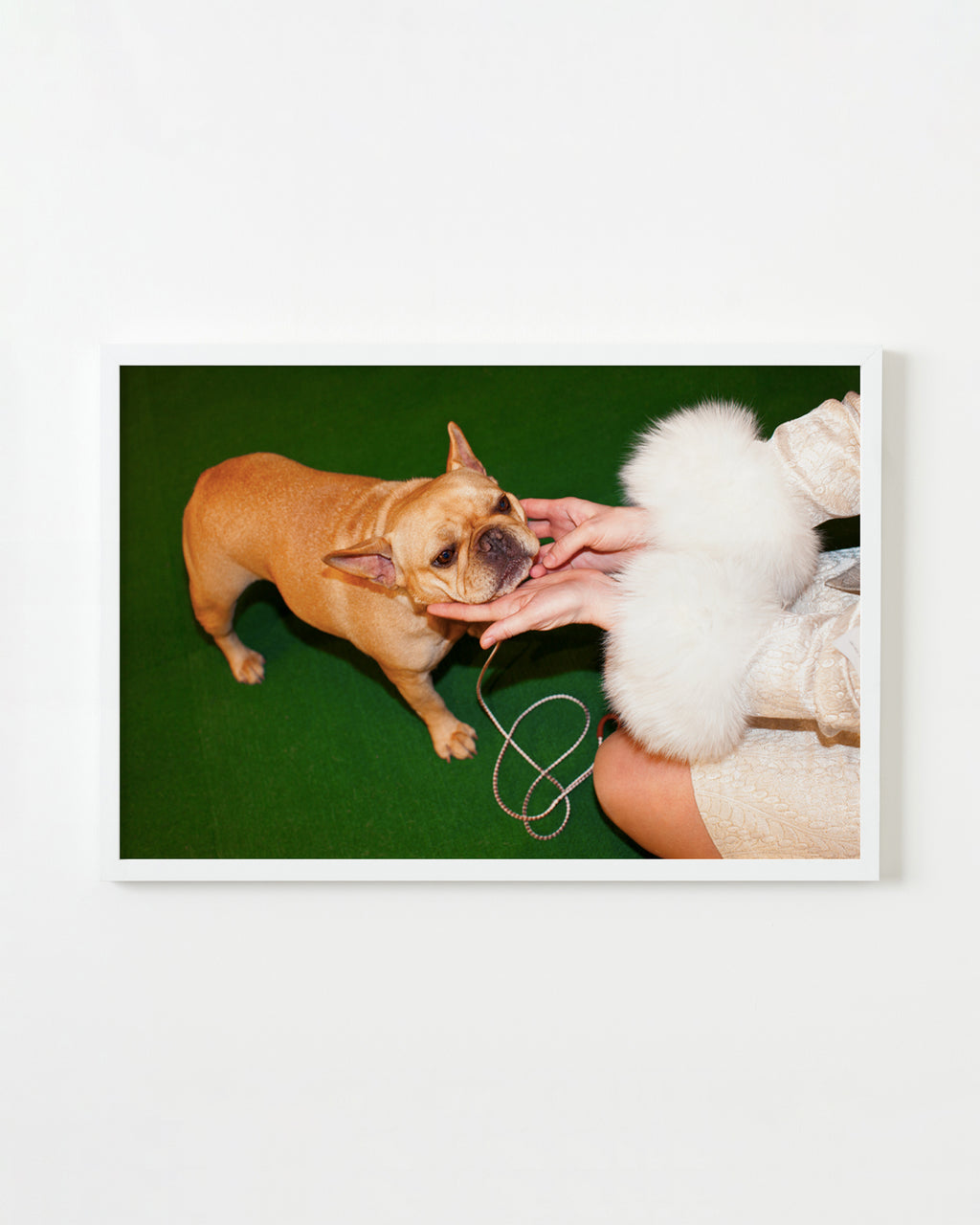Photography by Dolly Faibyshev titled "Frenchie and Fur" - 1.