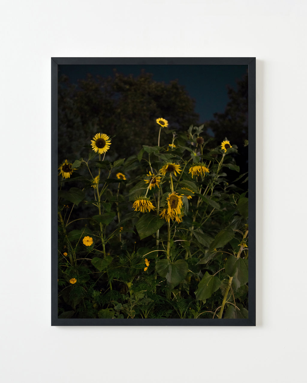 Photography by Anna Beeke titled "Midnight in the Garden #123" - 1.