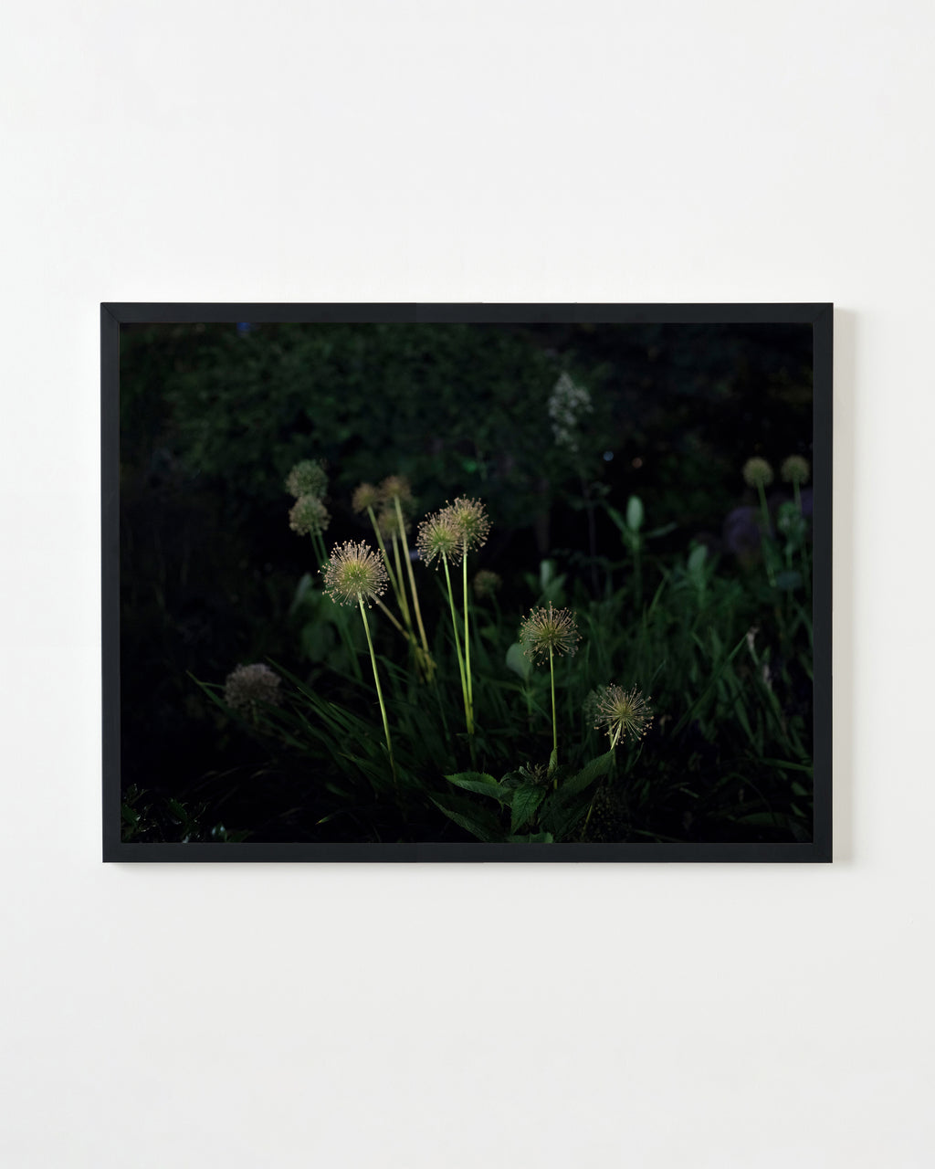 Photography by Anna Beeke titled "Midnight in the Garden #190" - 1.