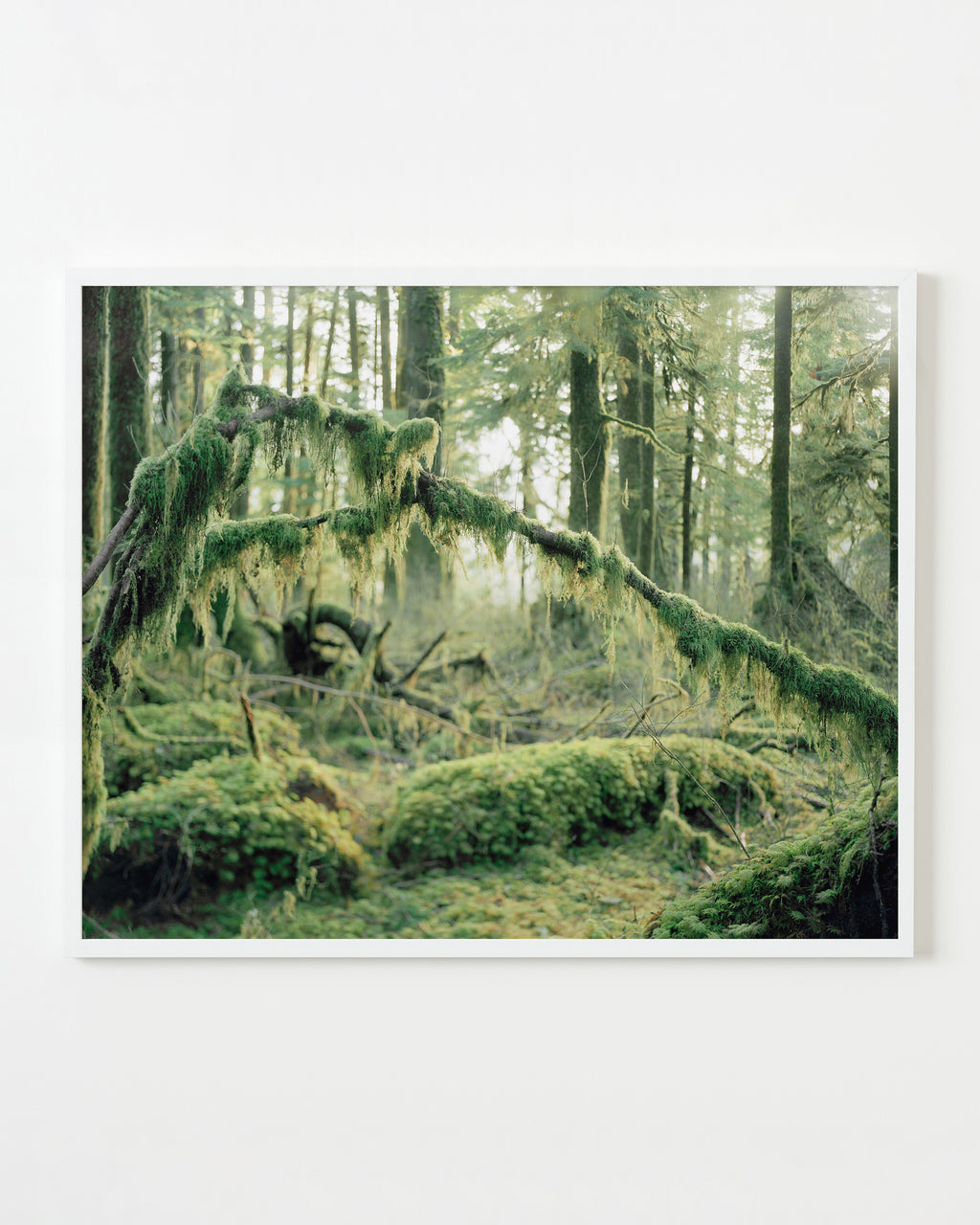 Photography by Anna Beeke titled "Mosses" - 1.