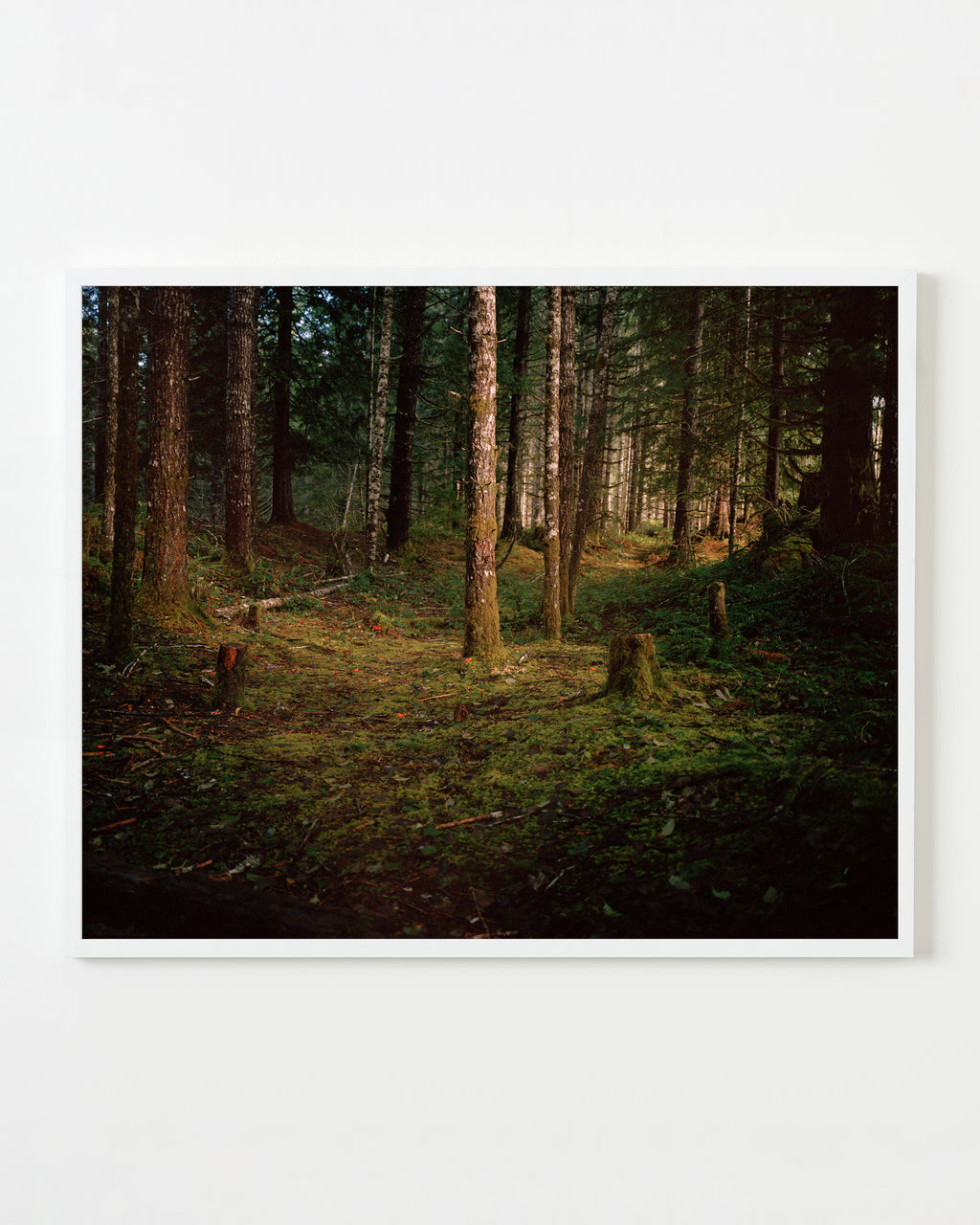 Photography by Anna Beeke titled "Windfall II" - 1.