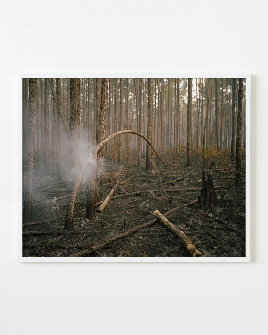 Photography by Anna Beeke titled "Burning Bough" - 1.