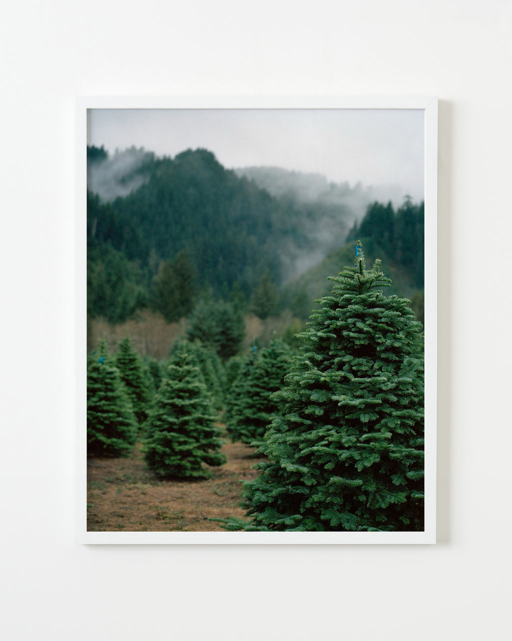 Photography by Anna Beeke titled "Sentinels" - 1.