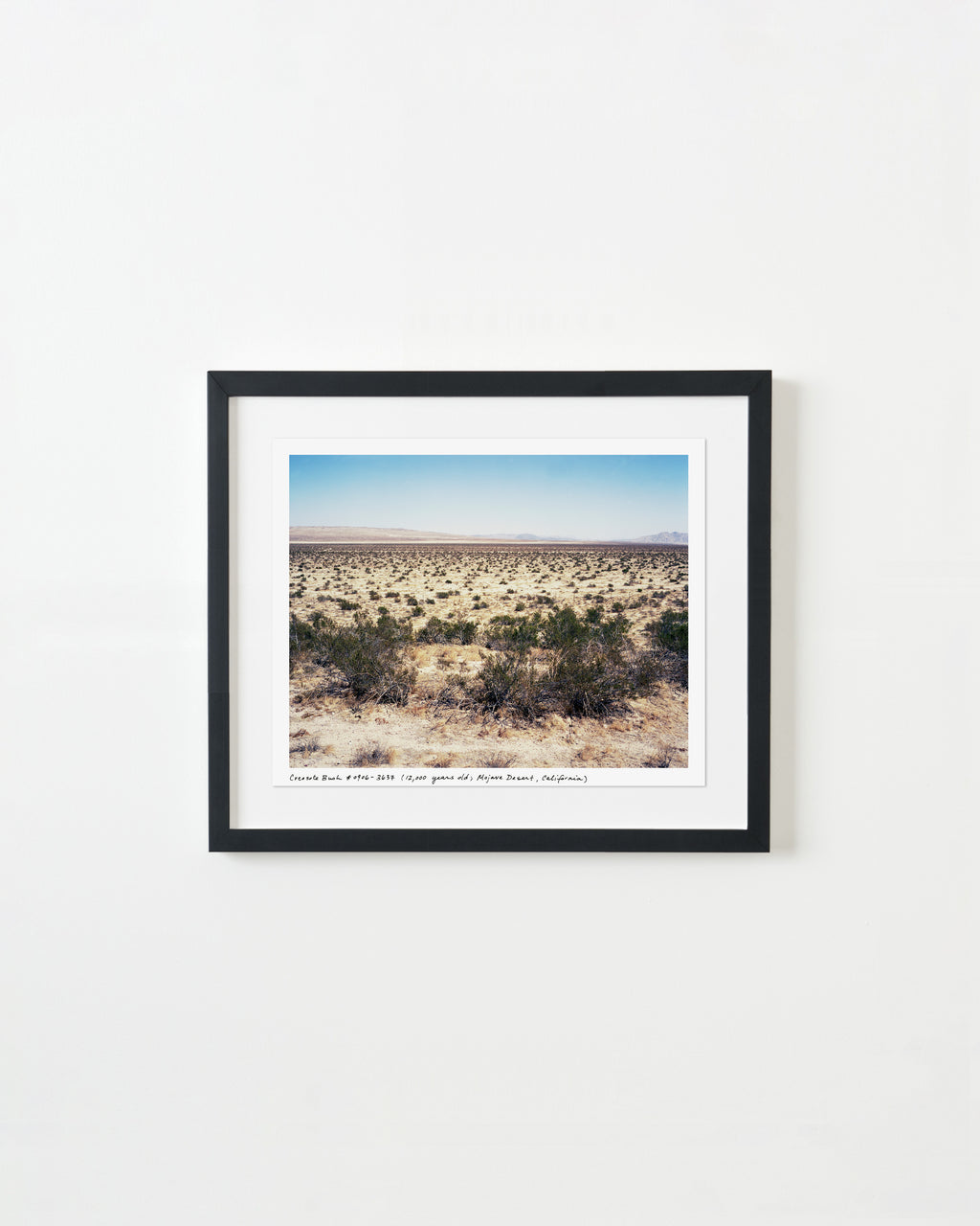 Photography by Rachel Sussman titled "Creosote Bush #0906-3905 (12,000 years old; Mojave Desert, California)" - 1.