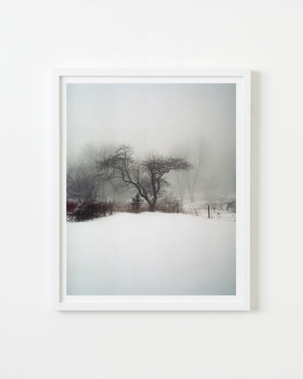 Apple Tree In Fog and Snow - Nick Meyer