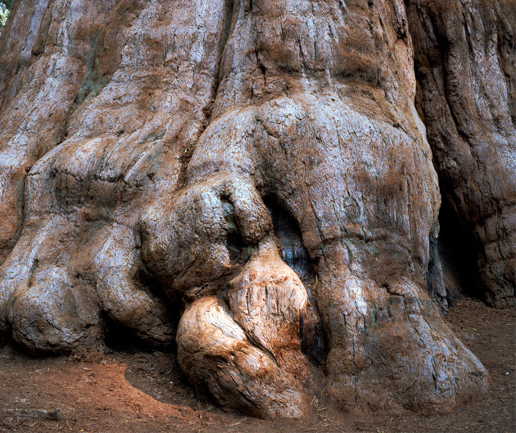 Photography by Rachel Sussman titled "General Sherman #0906-1628 (2,200 years old; Sequoia National Park, California)" - 2.