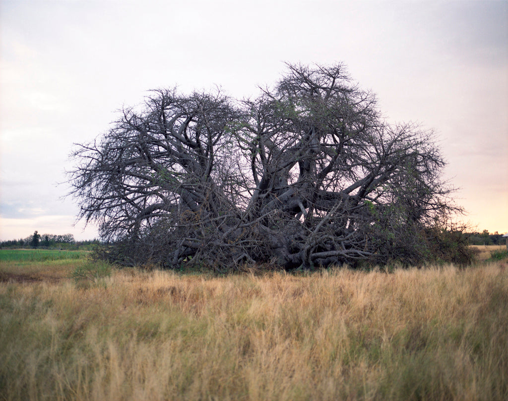 Photography by Rachel Sussman titled "Glencoe Baobab #0707-3307 (2,000 years old; Limpopo Province, South Africa)" - 2.