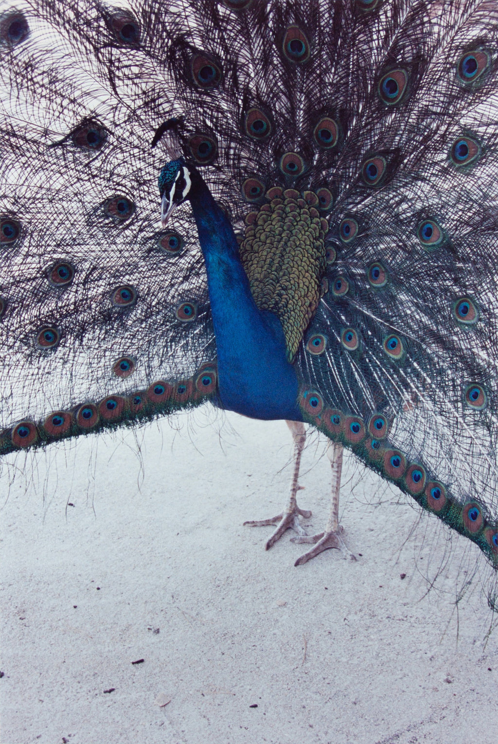 Photography by Ryan James MacFarland titled "Untitled 4" - 2.