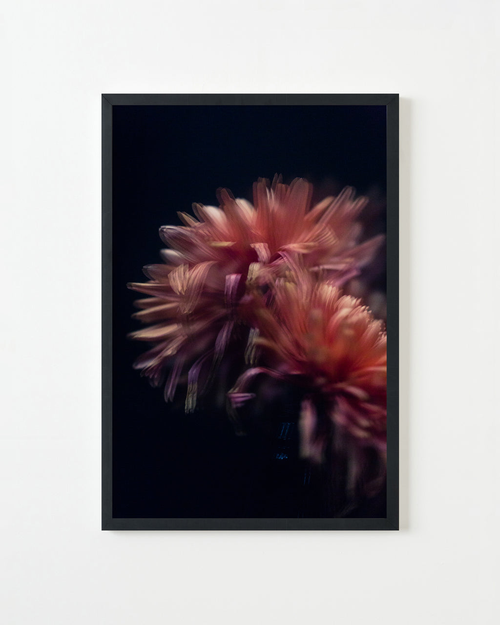Photography by Jessica Haye & Clark Hsiao titled "Dahlia" - 3.