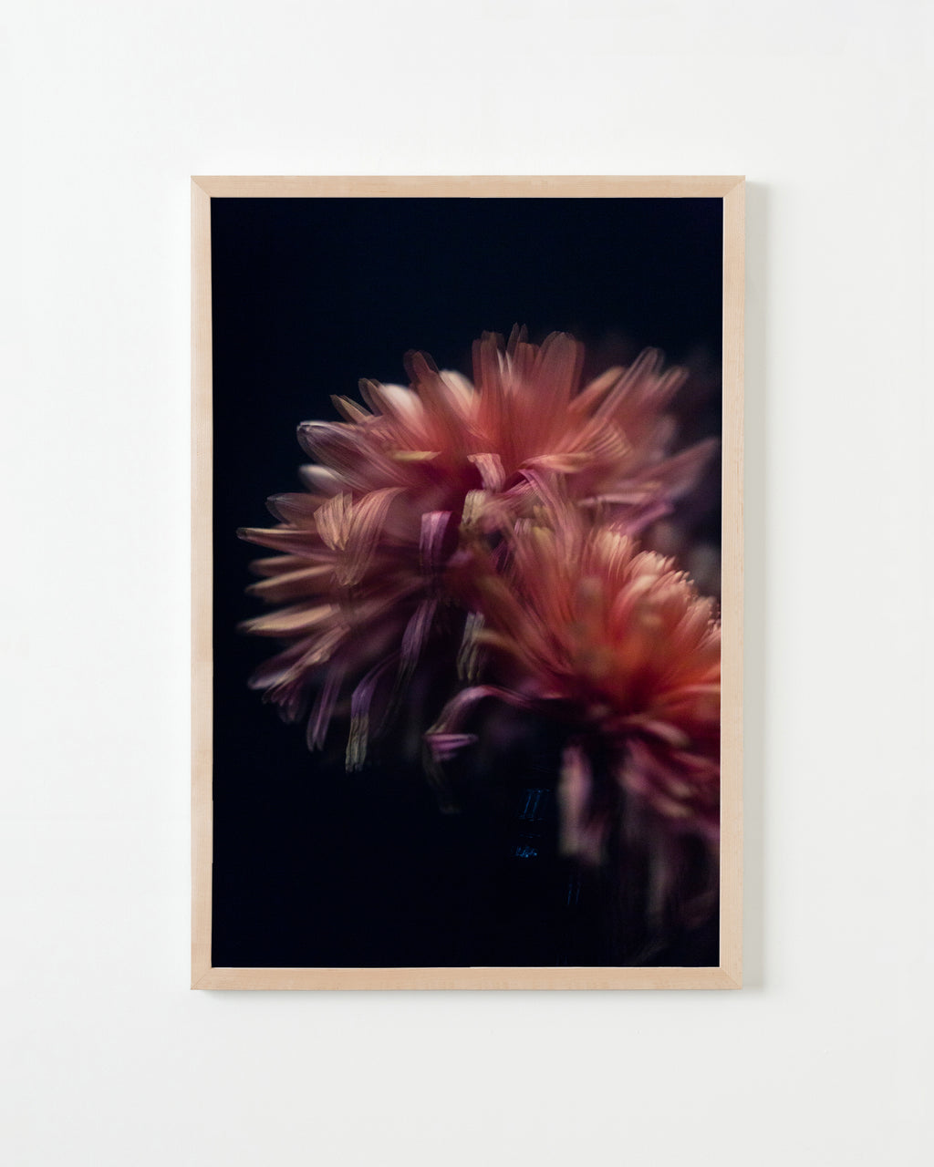 Photography by Jessica Haye & Clark Hsiao titled "Dahlia" - 4.
