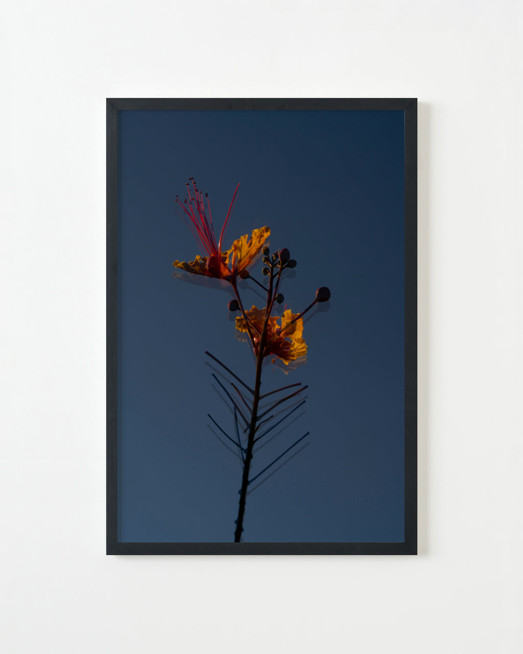 Photography by Jessica Haye & Clark Hsiao titled "Desert Flower" - 3.
