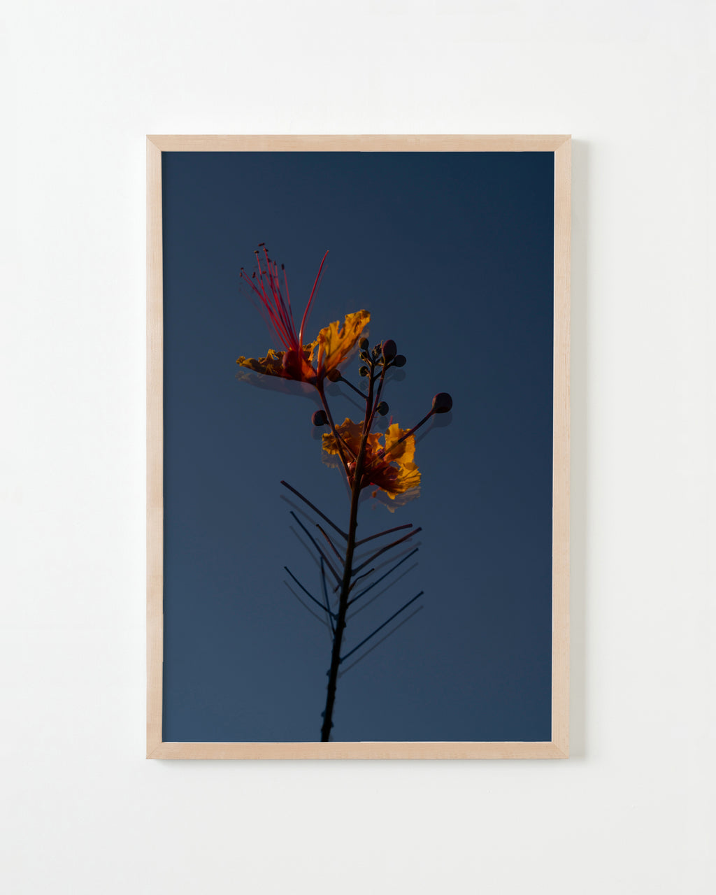 Photography by Jessica Haye & Clark Hsiao titled "Desert Flower" - 4.