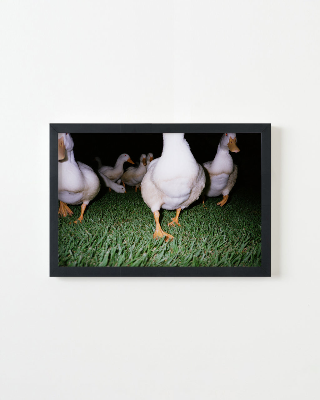 Photography by Jessica Haye & Clark Hsiao titled "Ducks" - 3.
