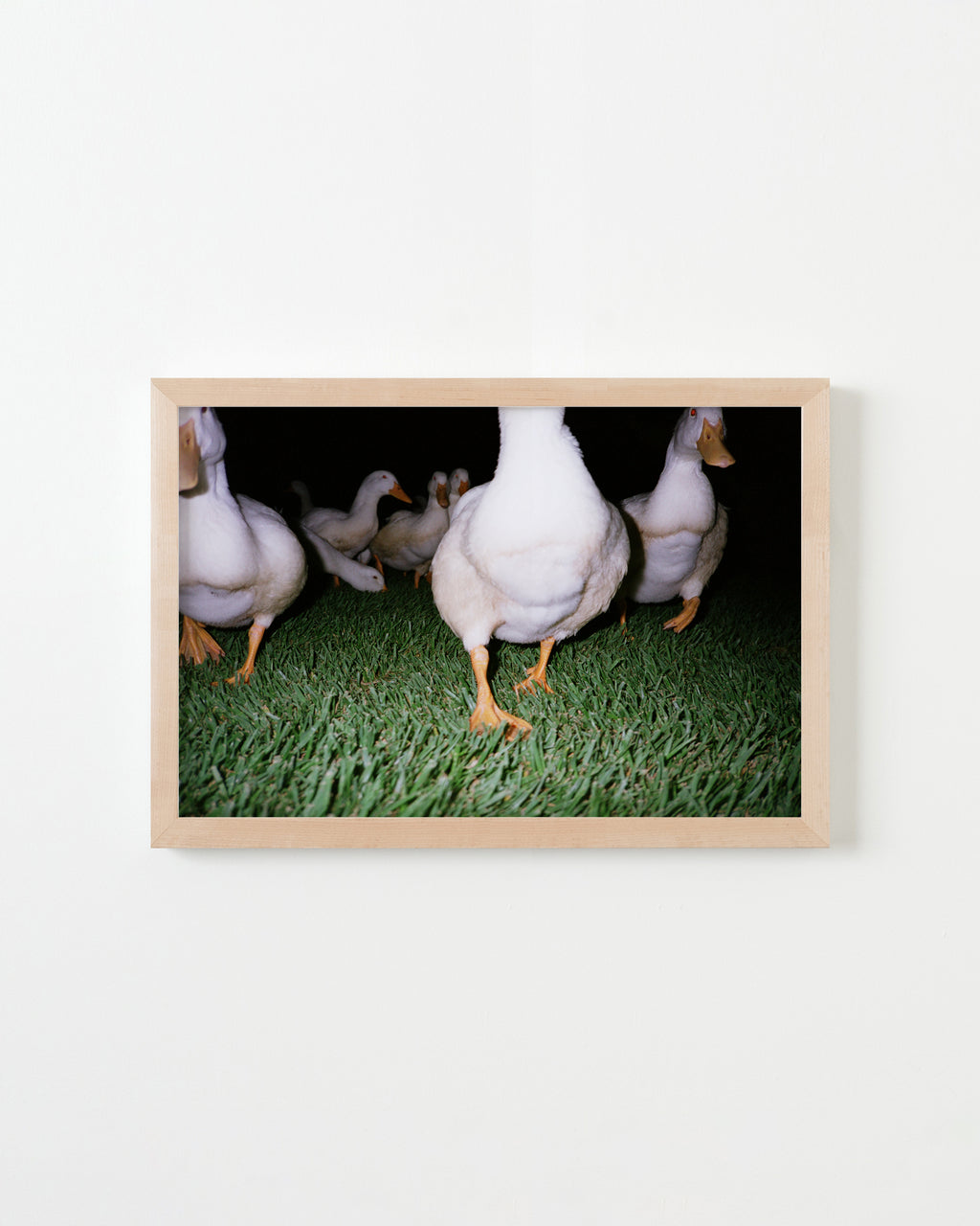 Photography by Jessica Haye & Clark Hsiao titled "Ducks" - 4.