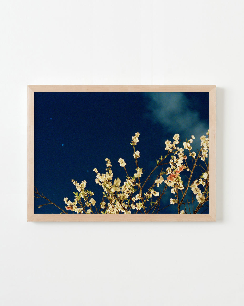 Photography by Jessica Haye & Clark Hsiao titled "Night Flowers" - 4.