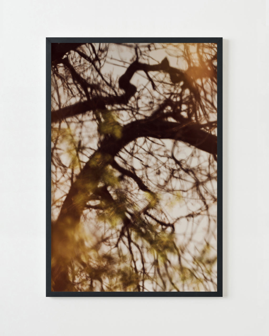 Photography by Jessica Haye & Clark Hsiao titled "Sonoma II" - 3.