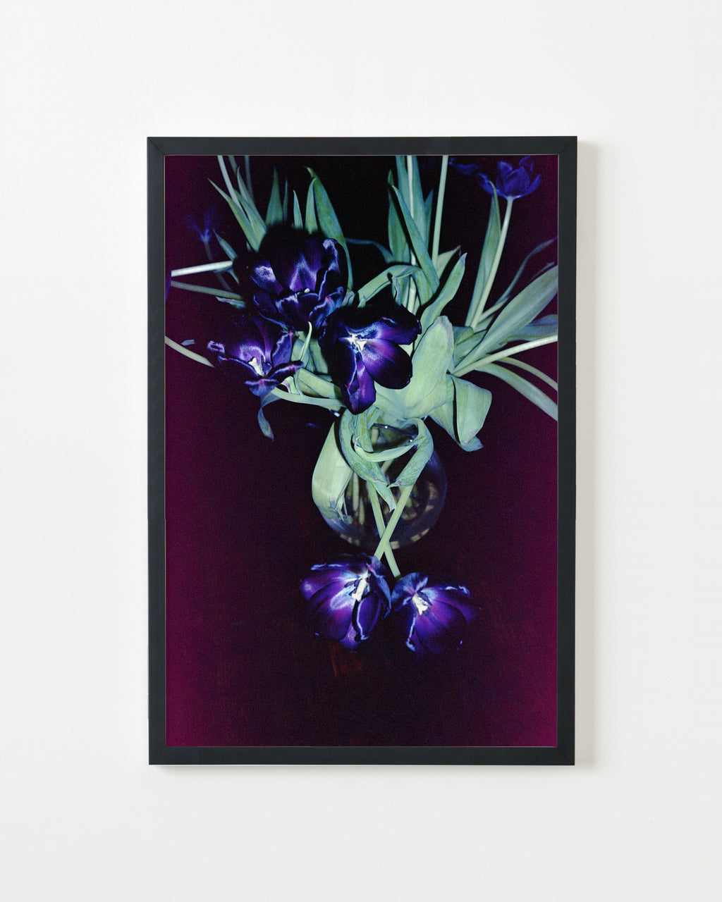 Photography by Jessica Haye & Clark Hsiao titled "Tulips" - 3.