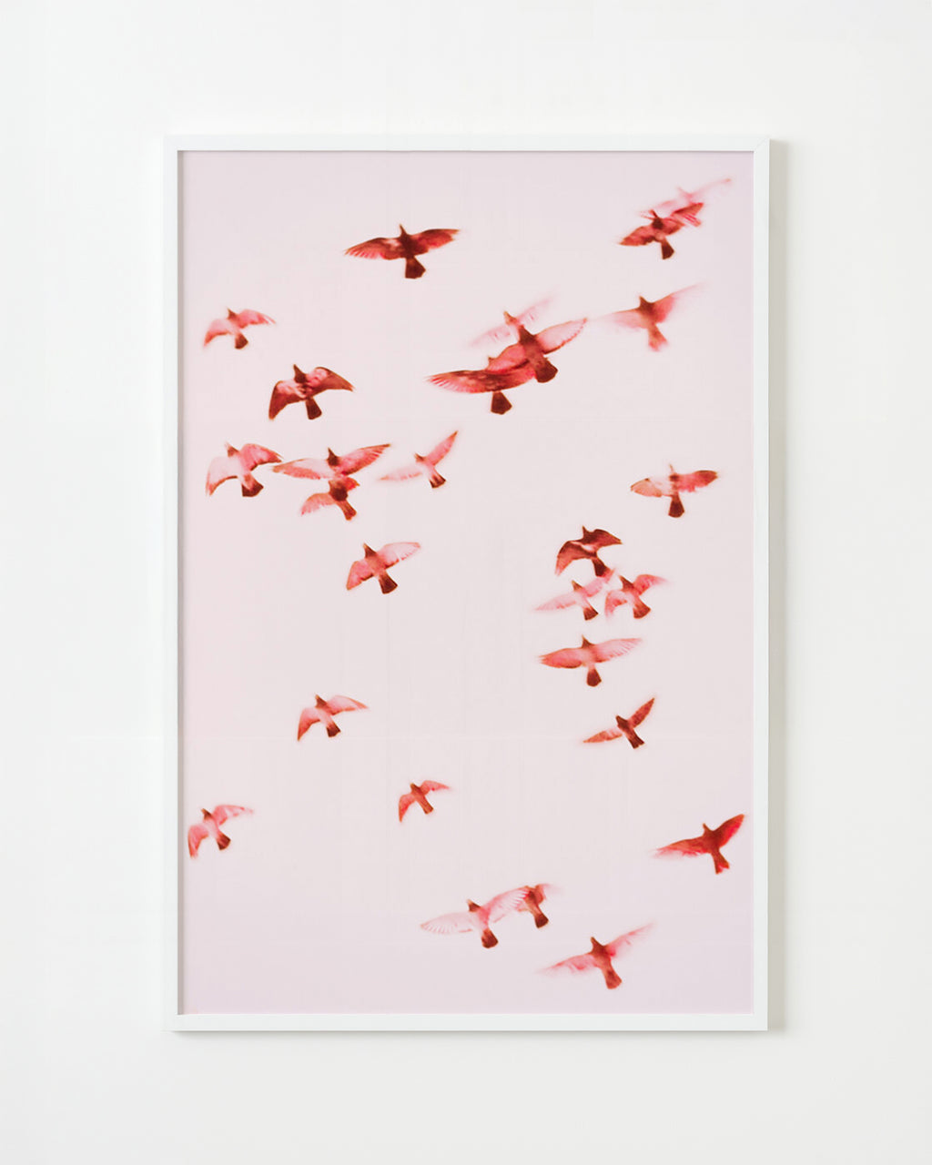 Photography by Jordan Sullivan titled "Birds 1" - 1.