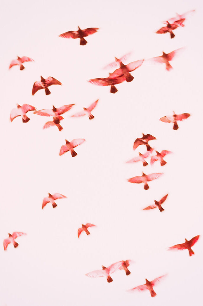 Photography by Jordan Sullivan titled "Birds 1" - 2.