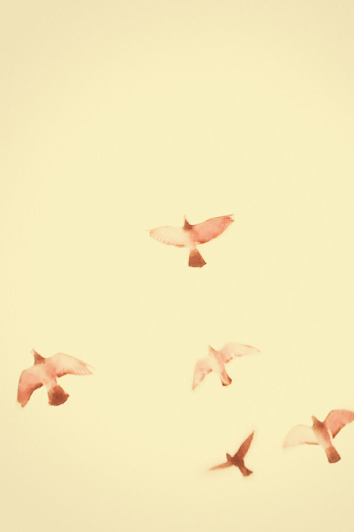 Photography by Jordan Sullivan titled "Birds 13" - 2.