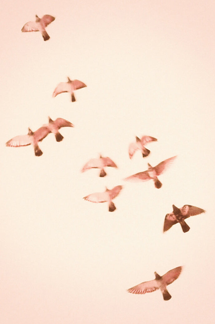 Photography by Jordan Sullivan titled "Birds 14" - 2.