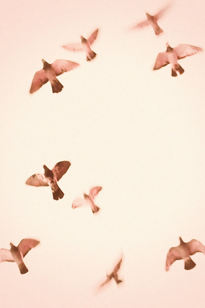 Photography by Jordan Sullivan titled "Birds 2" - 2.