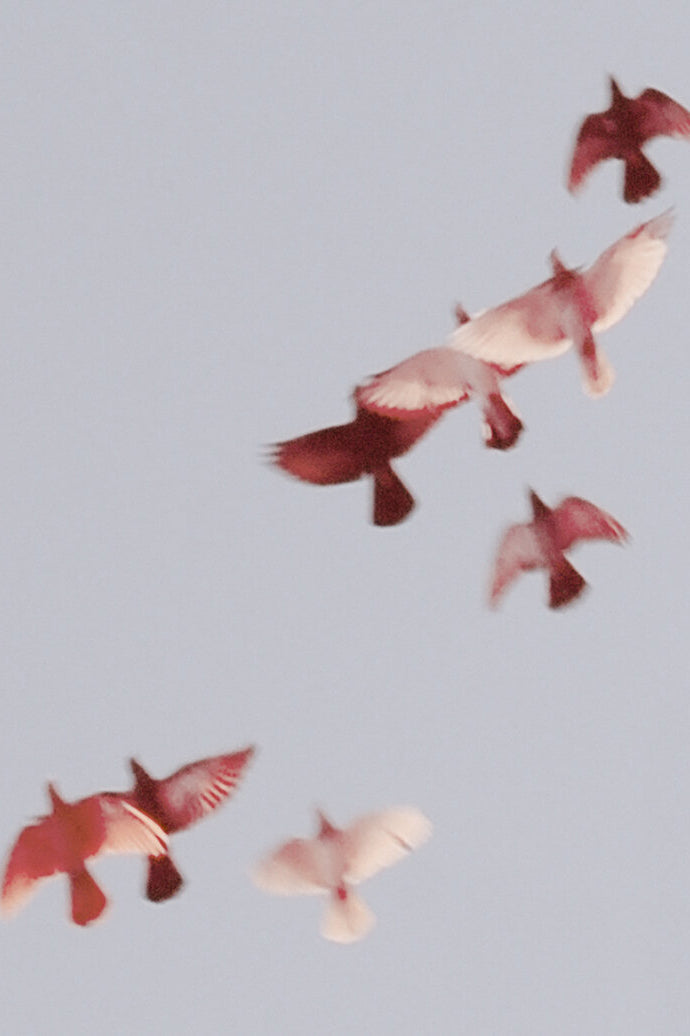 Photography by Jordan Sullivan titled "Birds 5" - 2.