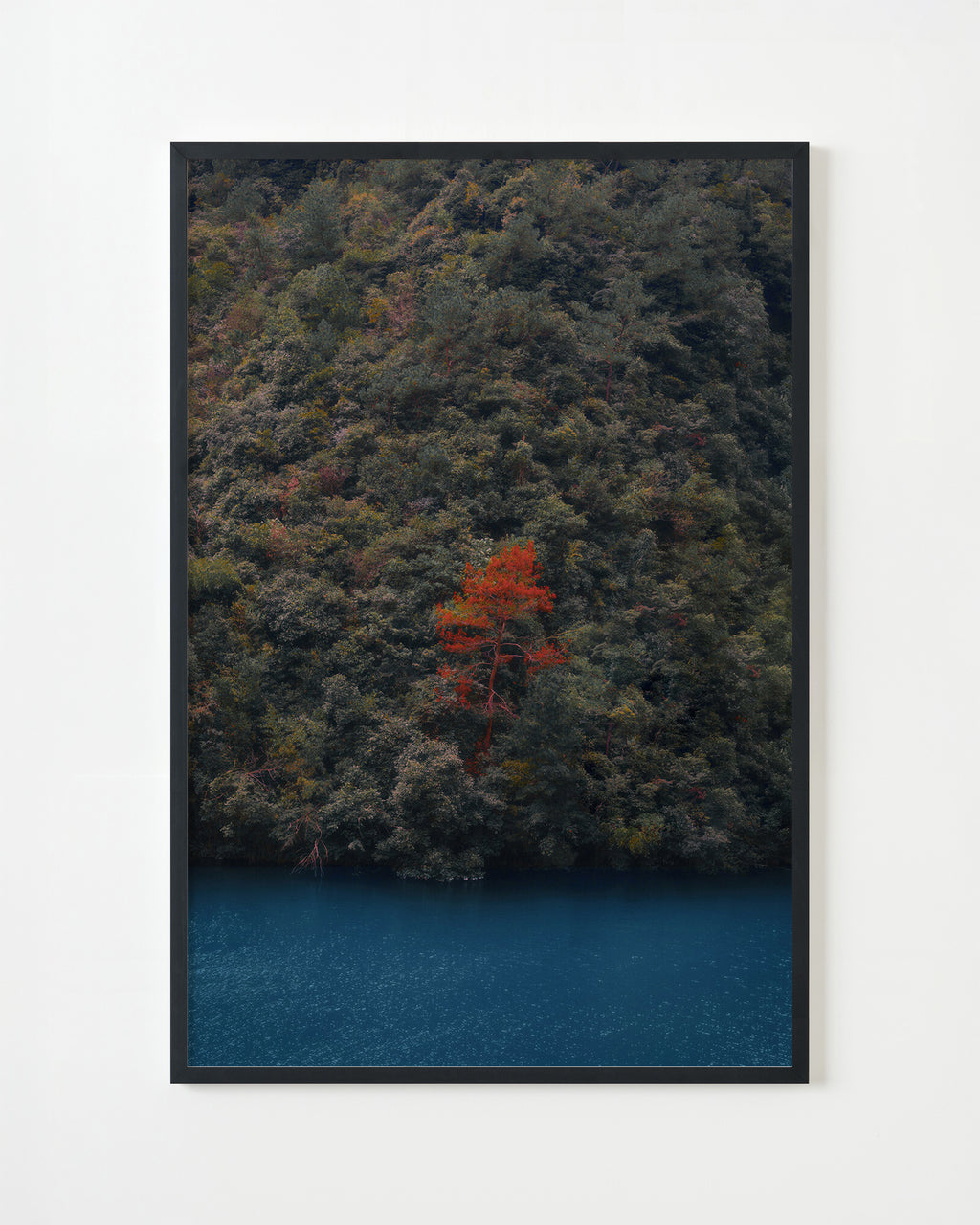 Photography by Jordan Sullivan titled "Red Tree" - 4.