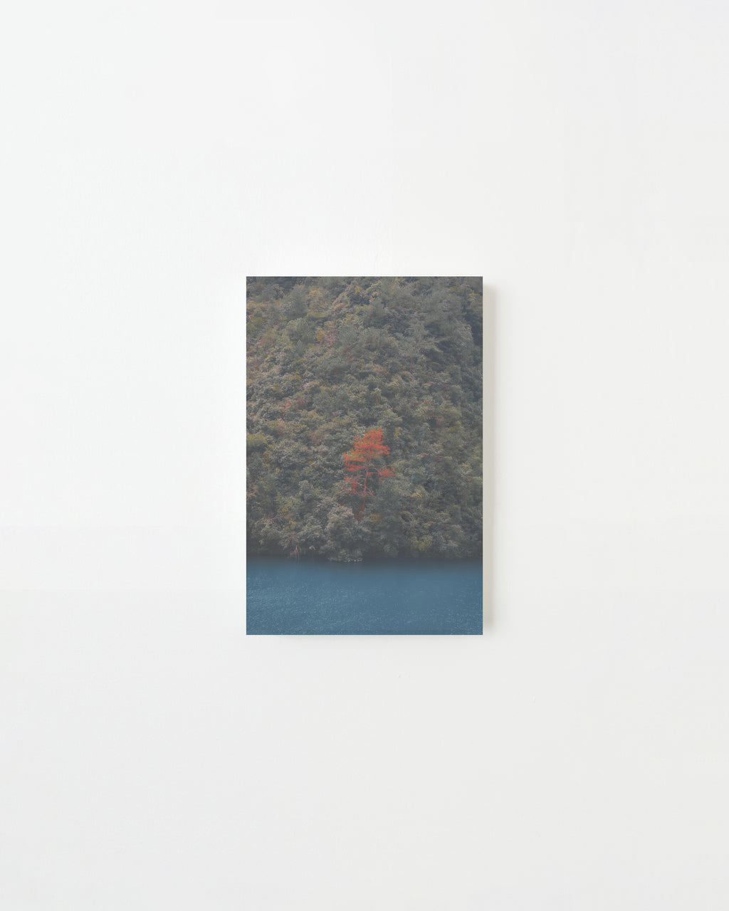 Photography by Jordan Sullivan titled "Red Tree" - 3.