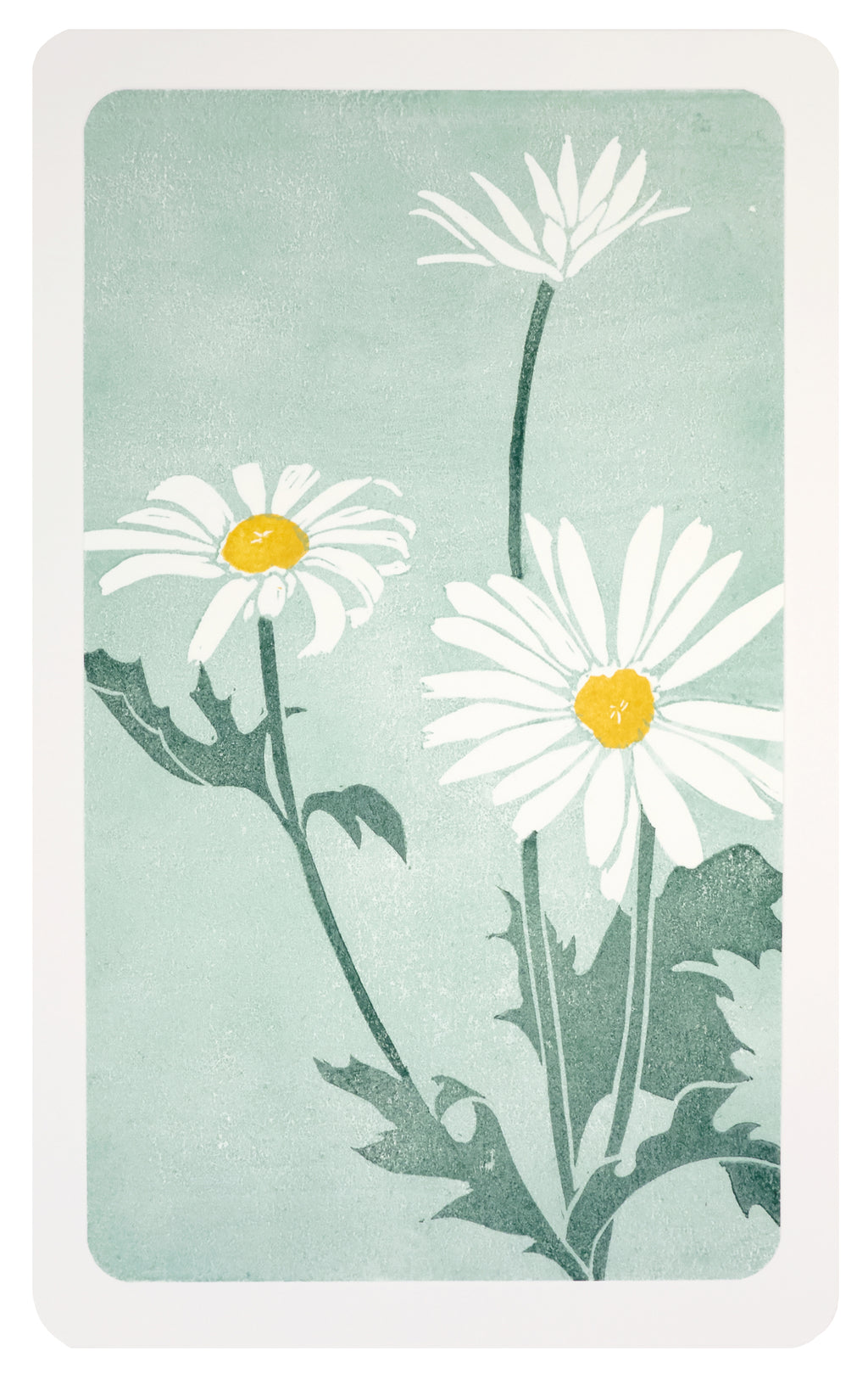 Print by Langdon Graves titled "Daisies (Growth)" - 2.