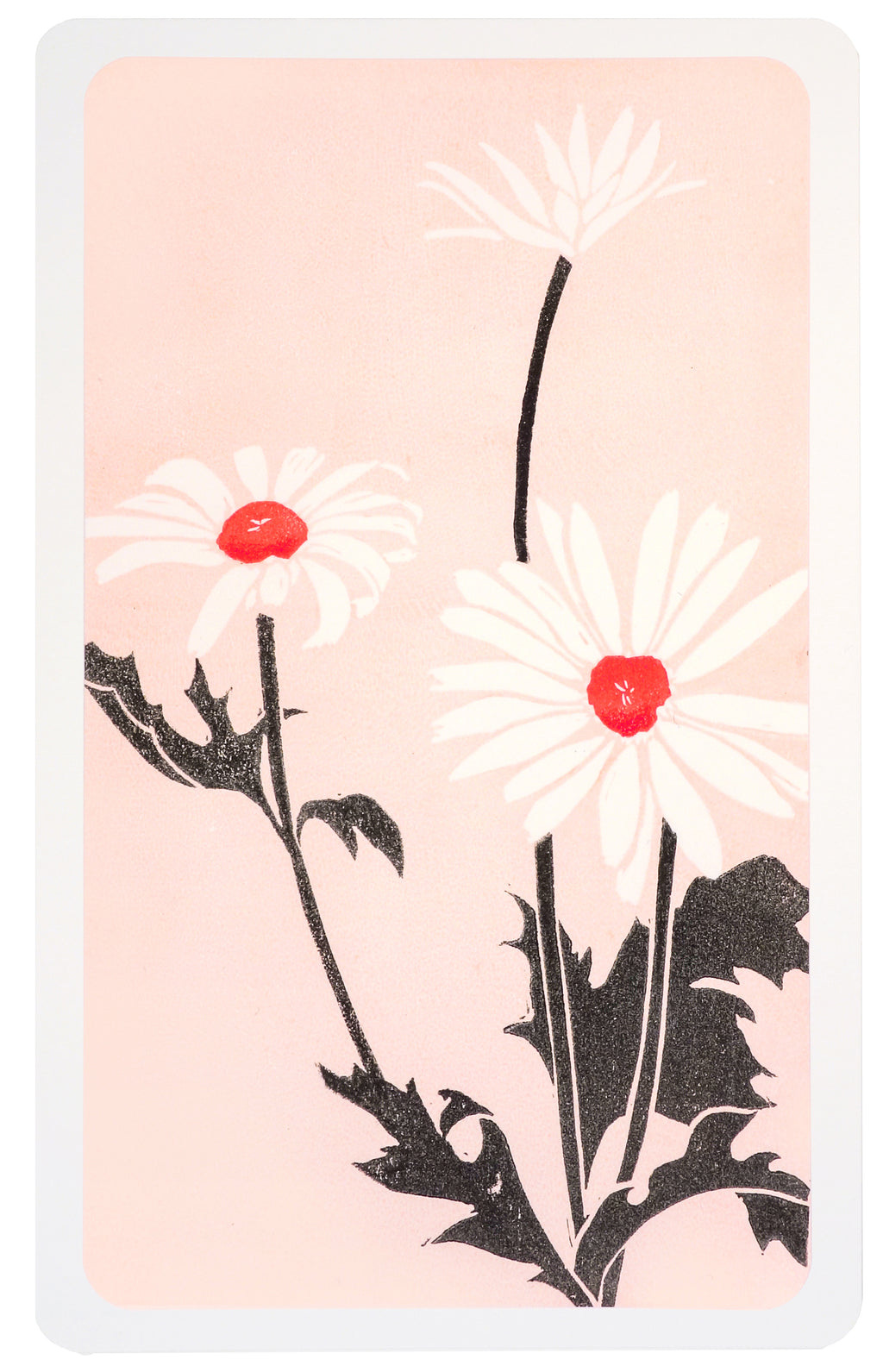 Print by Langdon Graves titled "Daisies (Mourning, red)" - 2.