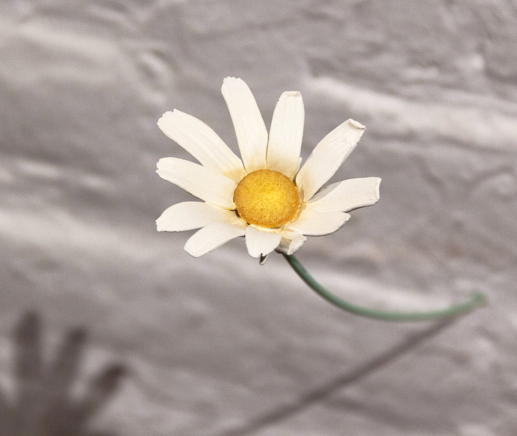 Sculpture by Langdon Graves titled "Day's Eye" - 5.