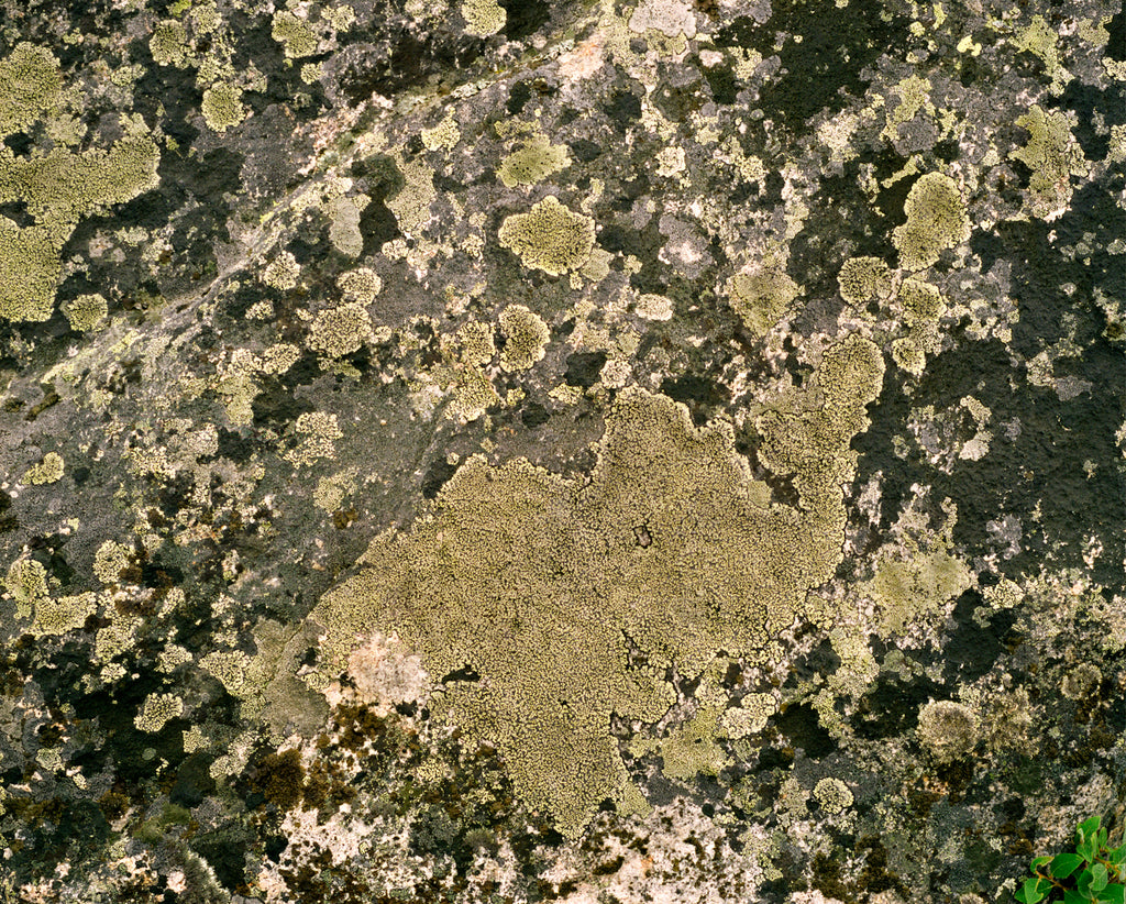 Photography by Rachel Sussman titled "Lichen R. Geographicum #0808-04A05 (3,000 years old; Southern Greenland)" - 2.