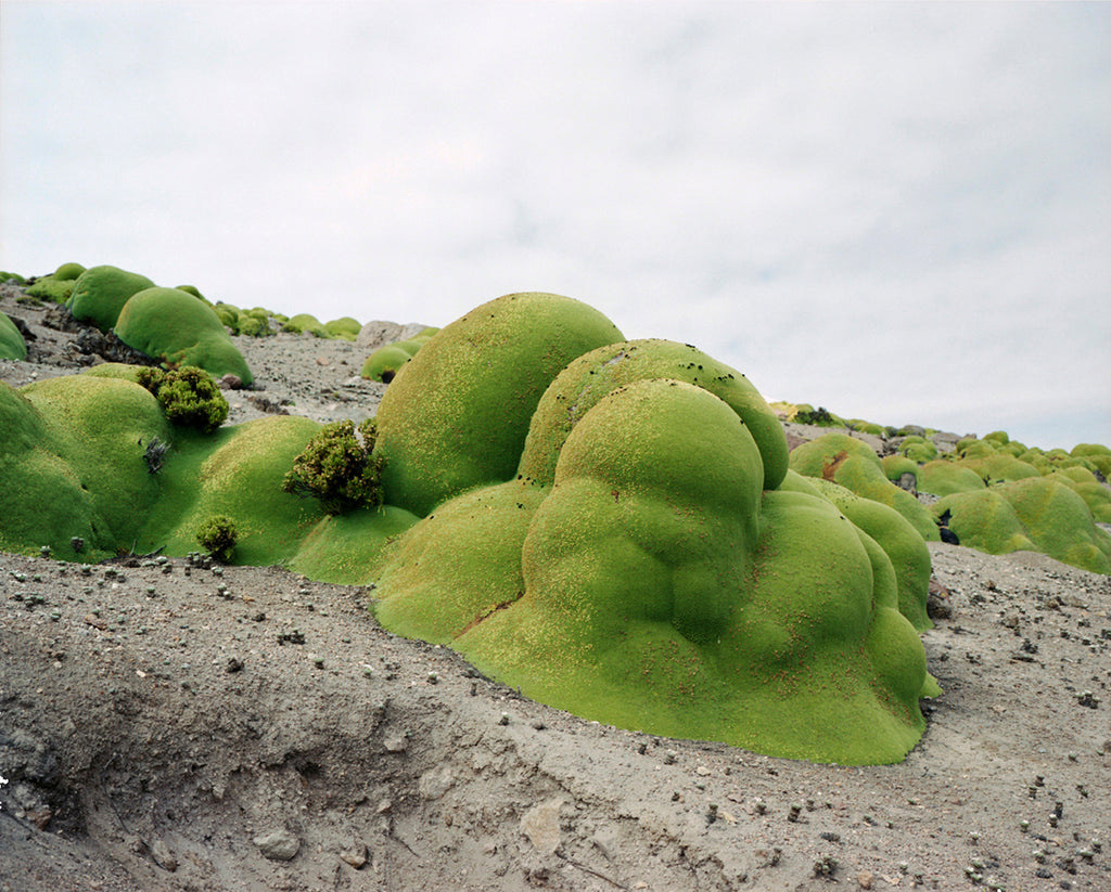 Photography by Rachel Sussman titled "Llareta 0308-2B33 (Atacama Desert, Chile)" - 2.