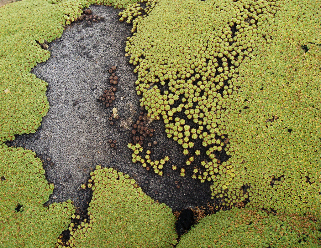 Photography by Rachel Sussman titled "Llareta leaf clusters #0308-2498 (Atacama Desert, Chile)" - 2.