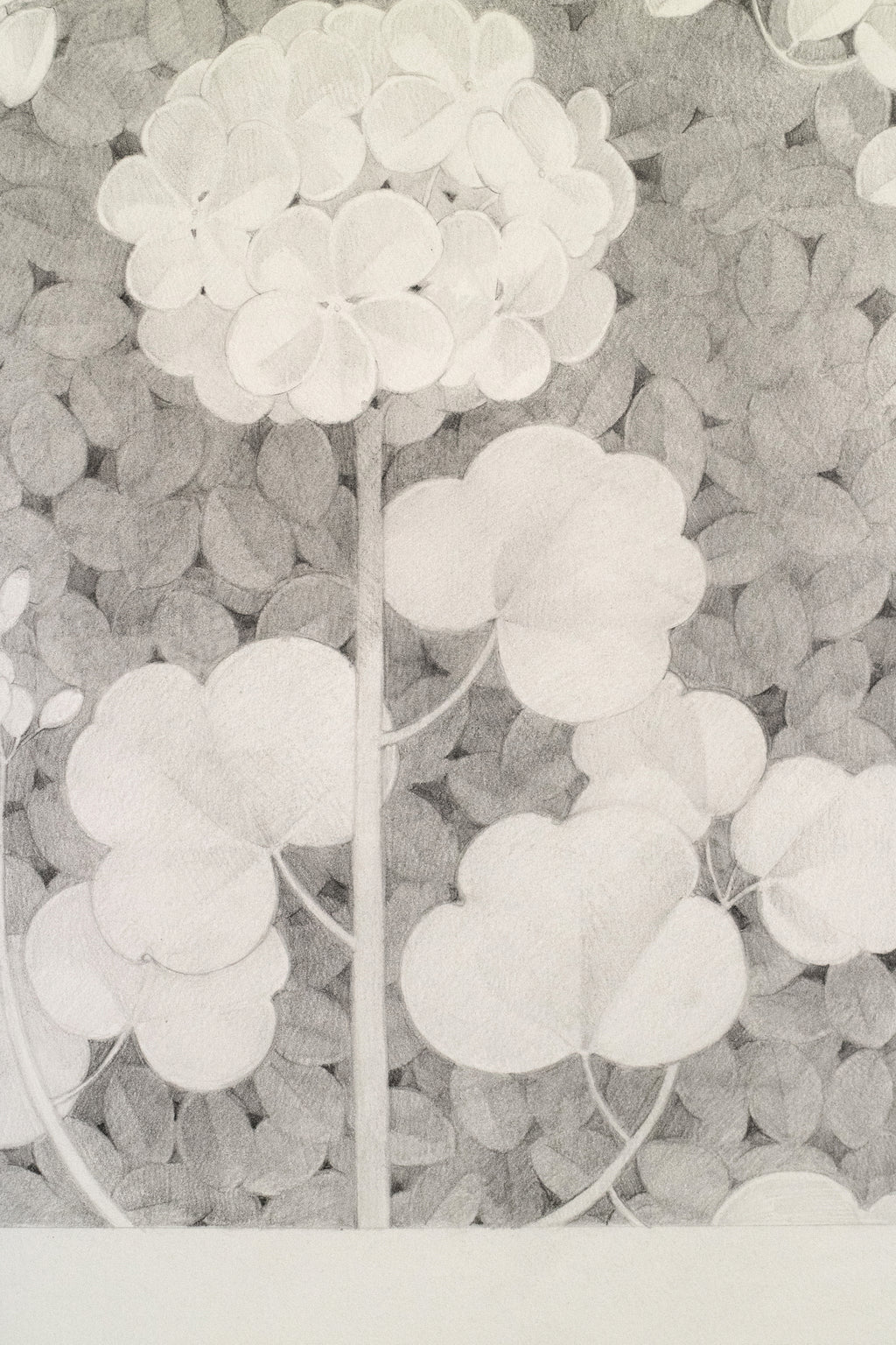 Drawing by Lucía Rodríguez Pérez titled "Untitled (cardenal)" - 3.
