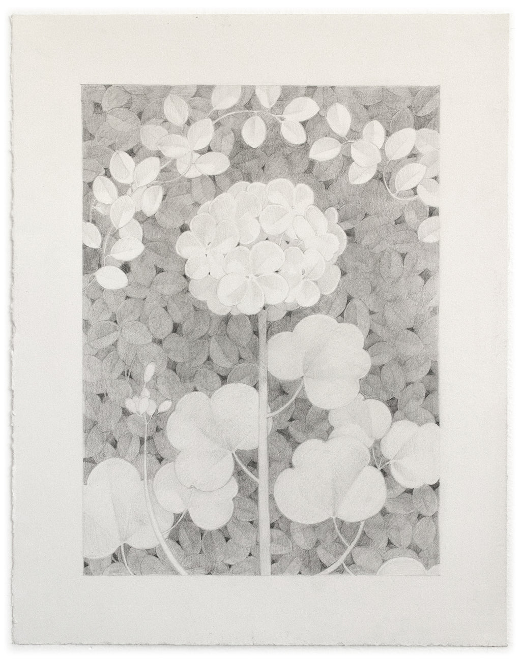 Drawing by Lucía Rodríguez Pérez titled "Untitled (cardenal)" - 2.