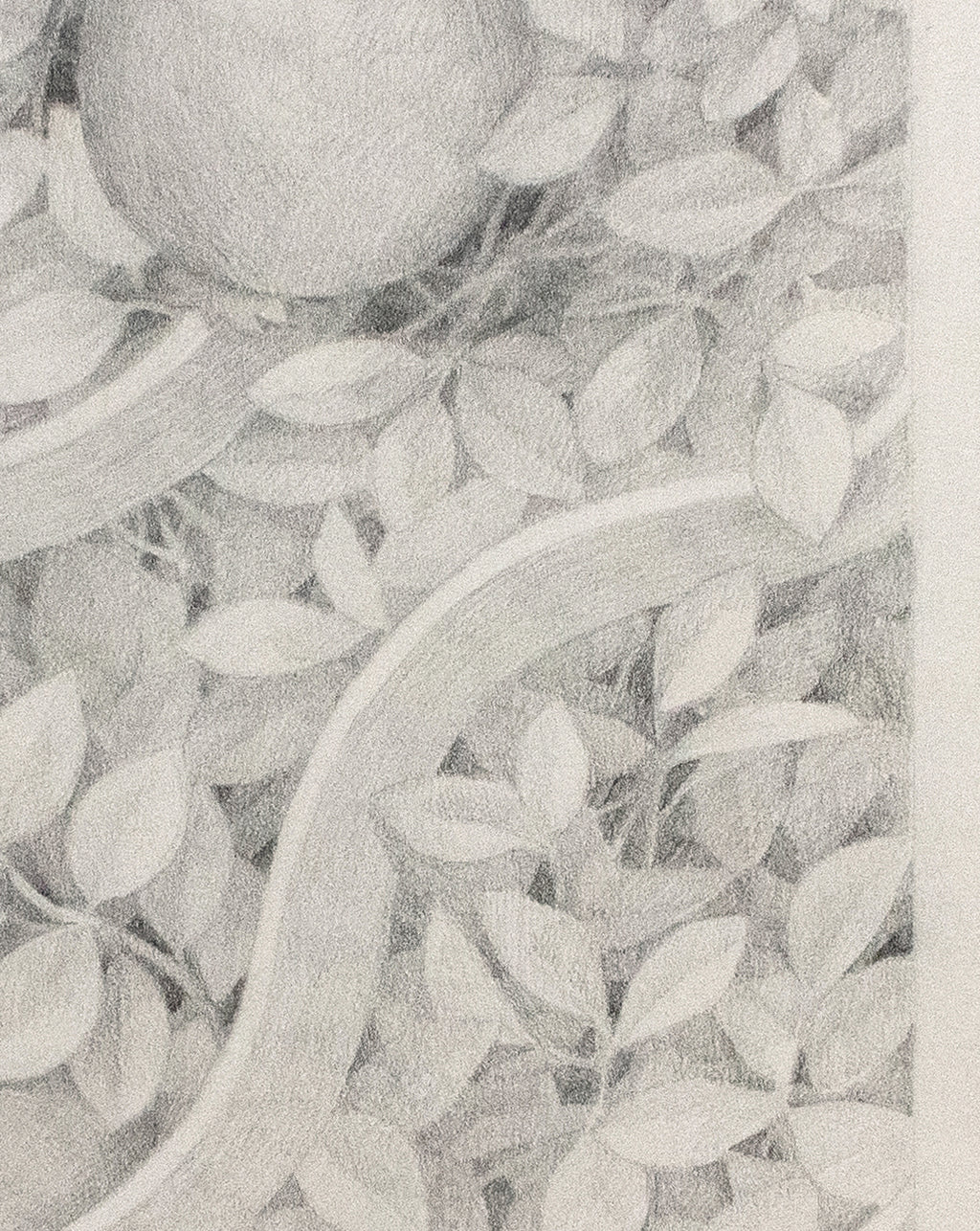 Drawing by Lucia Rodriguez Perez titled "Untitled (two pomegranates)" - 4.