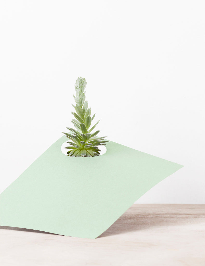 Photography by Martina Lang titled "Plant 04" - 2.