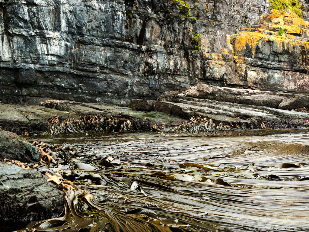 Photography by Rachel Sussman titled "Medusa kelp in Hercules Bay (South Georgia Island)" - 2.