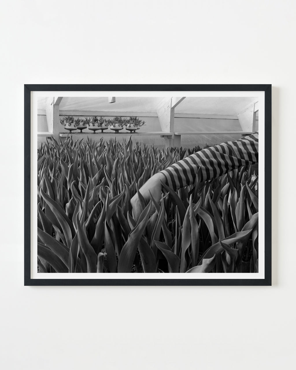 Photography by Michael Northrup titled "Jim Reaching for the Tulips" - 3.