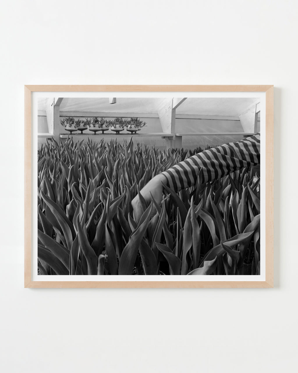 Photography by Michael Northrup titled "Jim Reaching for the Tulips" - 4.