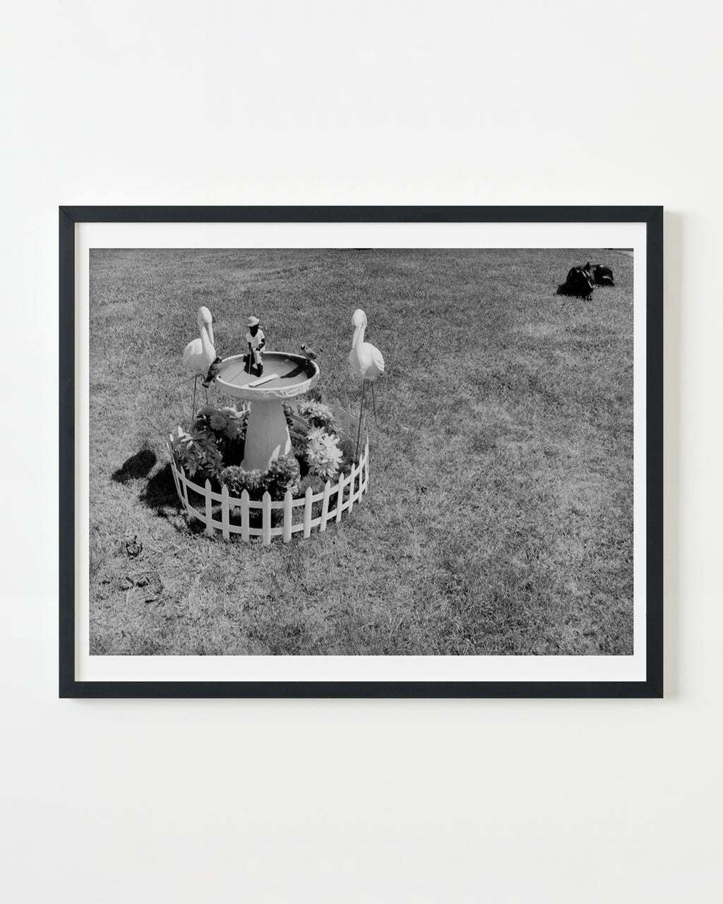 Photography by Michael Northrup titled "Stalking Storks" - 3.