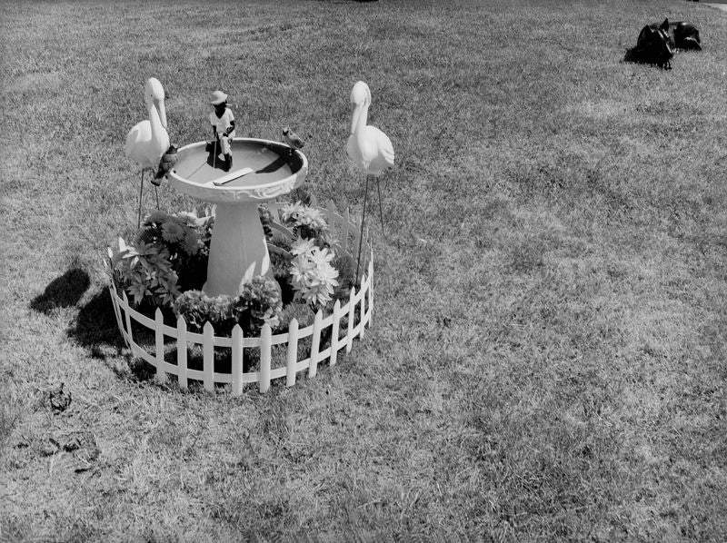 Photography by Michael Northrup titled "Stalking Storks" - 2.