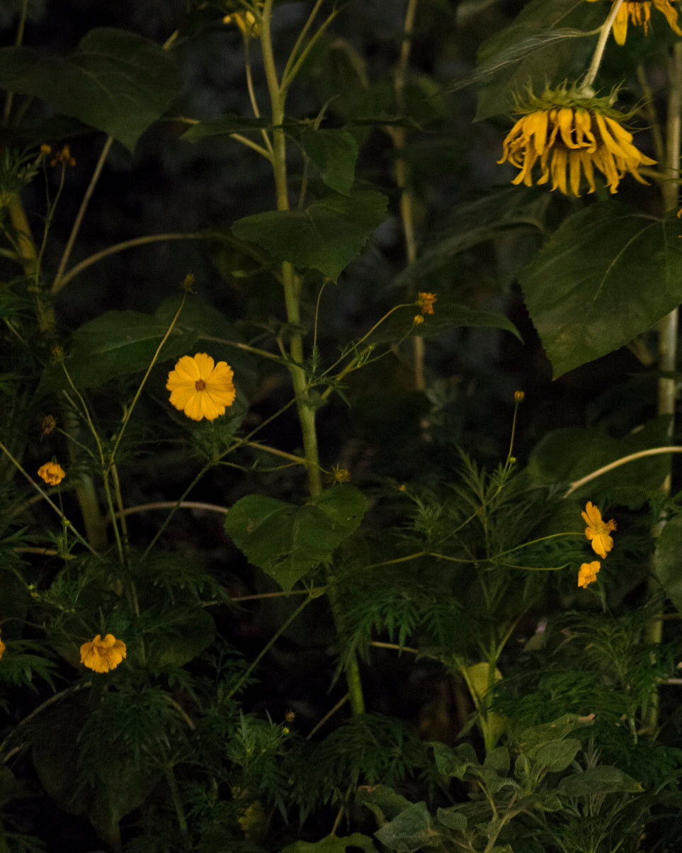 Photography by Anna Beeke titled "Midnight in the Garden #123" - 5.