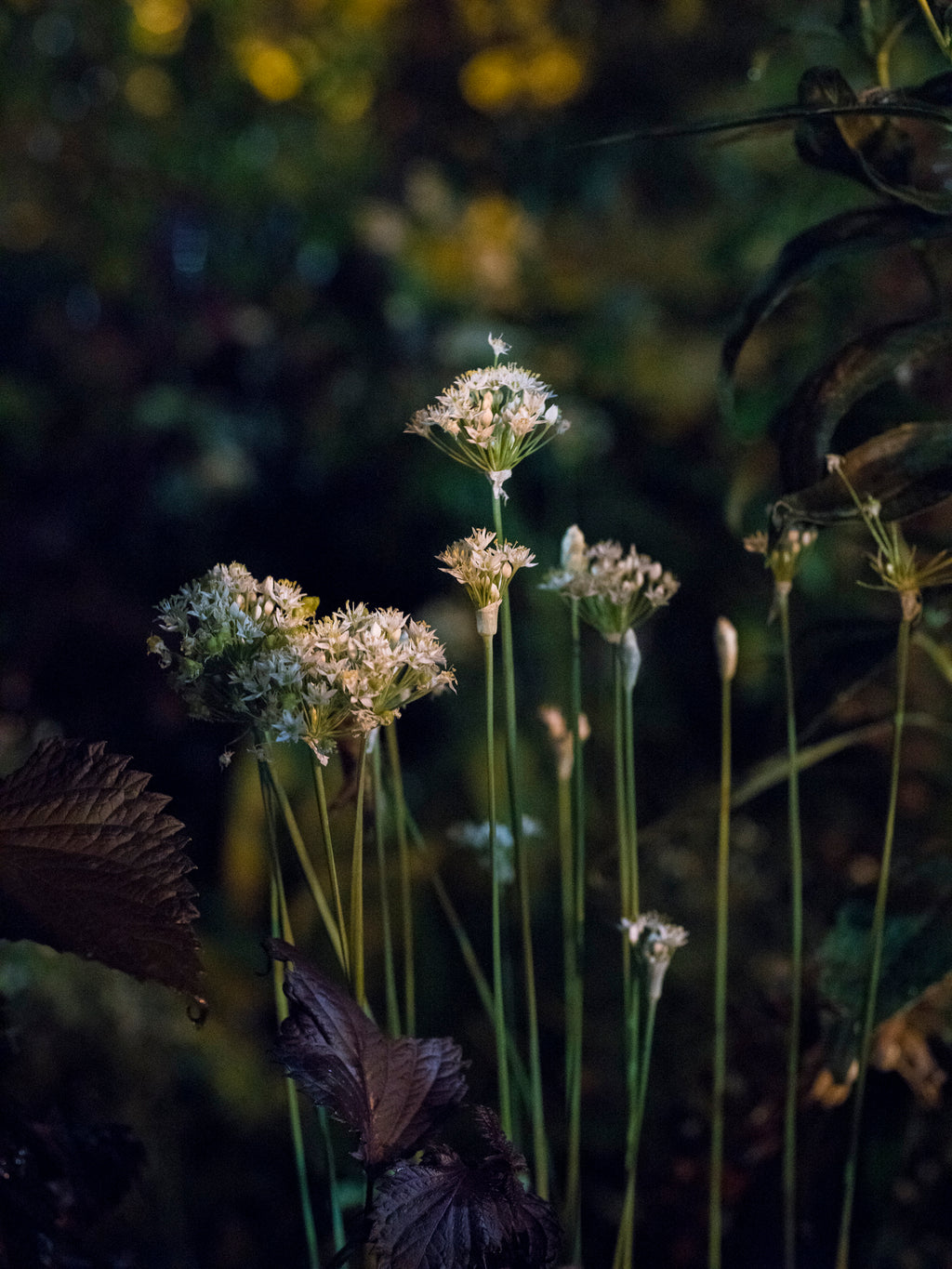 Photography by Anna Beeke titled "Midnight in the Garden #151" - 2.