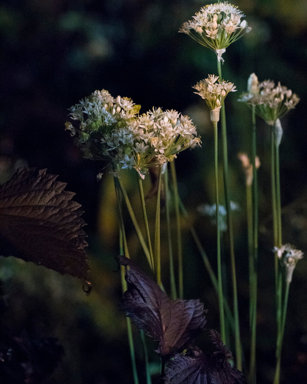 Photography by Anna Beeke titled "Midnight in the Garden #151" - 5.