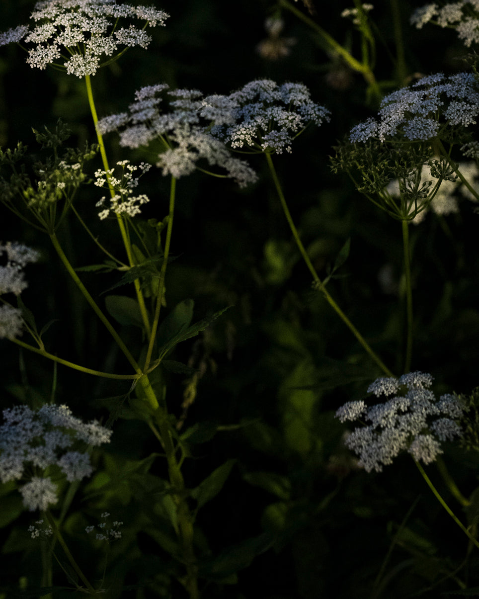 Photography by Anna Beeke titled "Midnight in the Garden #184" - 5.