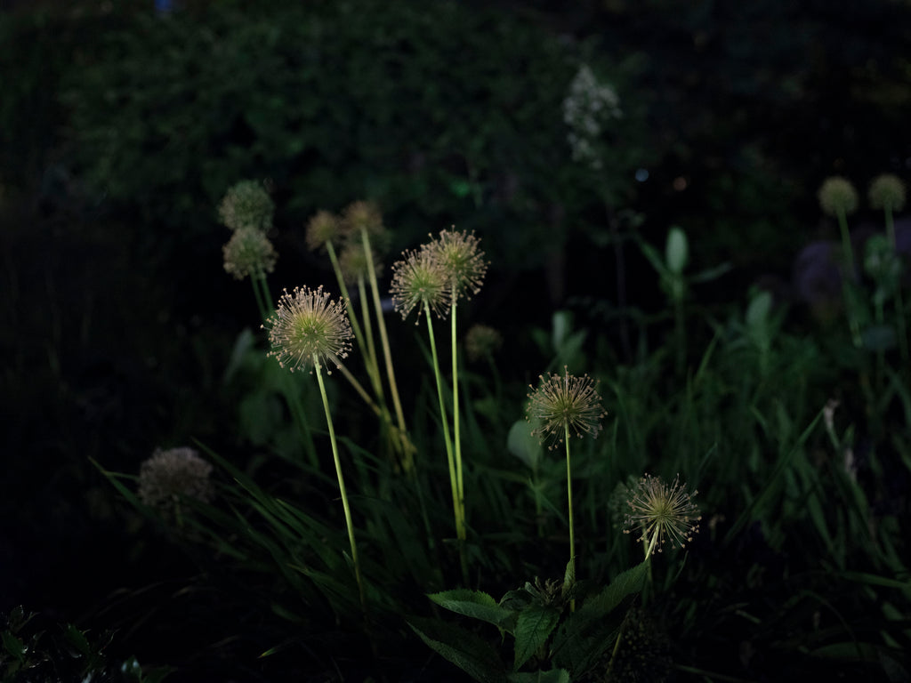Photography by Anna Beeke titled "Midnight in the Garden #190" - 2.