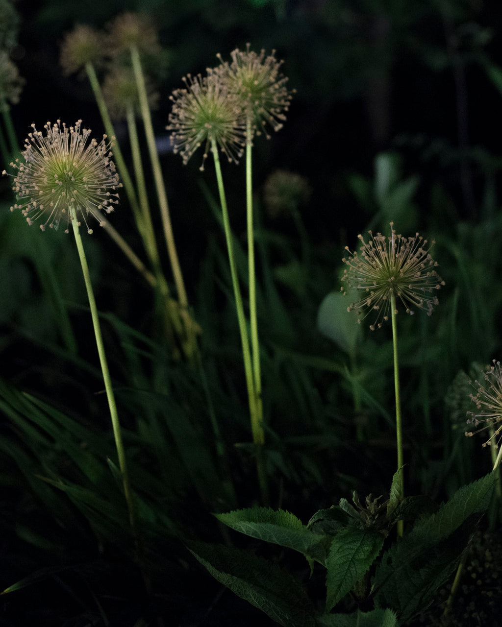 Photography by Anna Beeke titled "Midnight in the Garden #190" - 5.